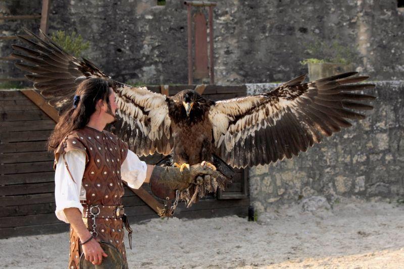 aigles de provins