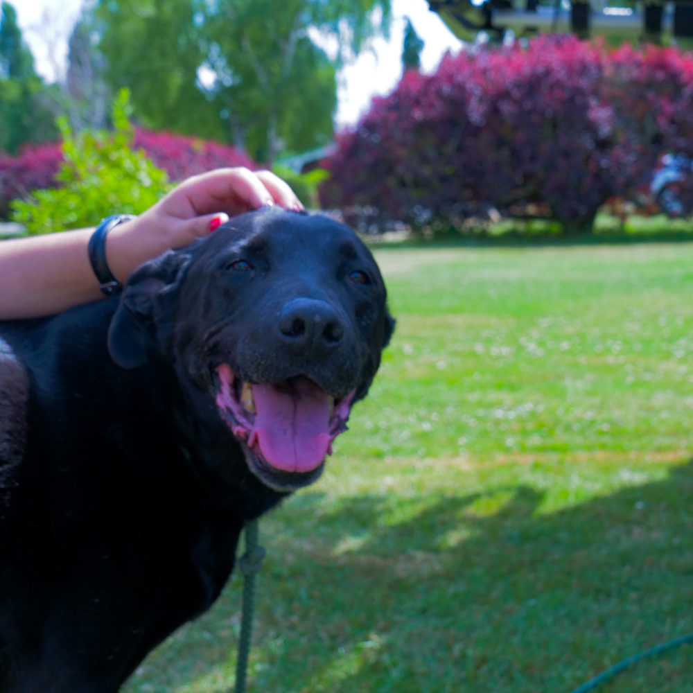 chien