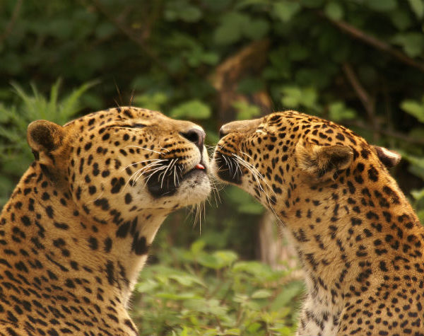 parc felins (2)