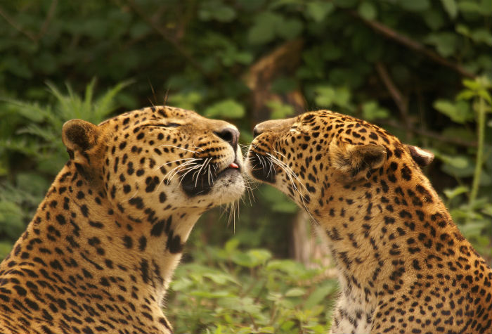 parc felins (2)