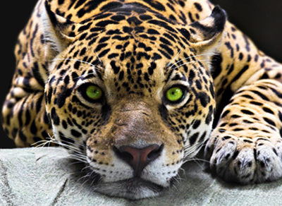 parc felins (3)