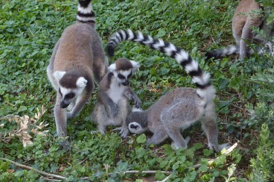 parc felins (4)