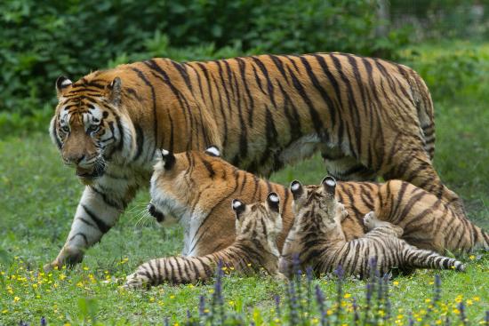 parc felins (5)
