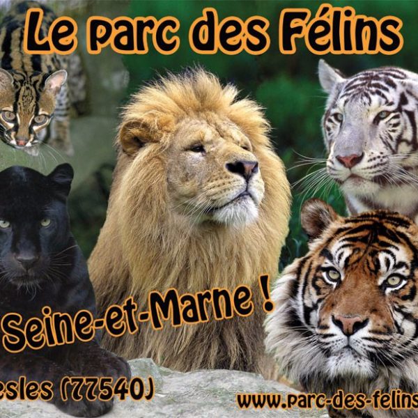 parc felins (7)