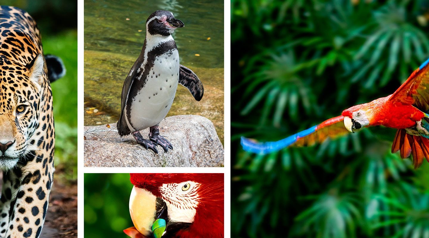 parrot world